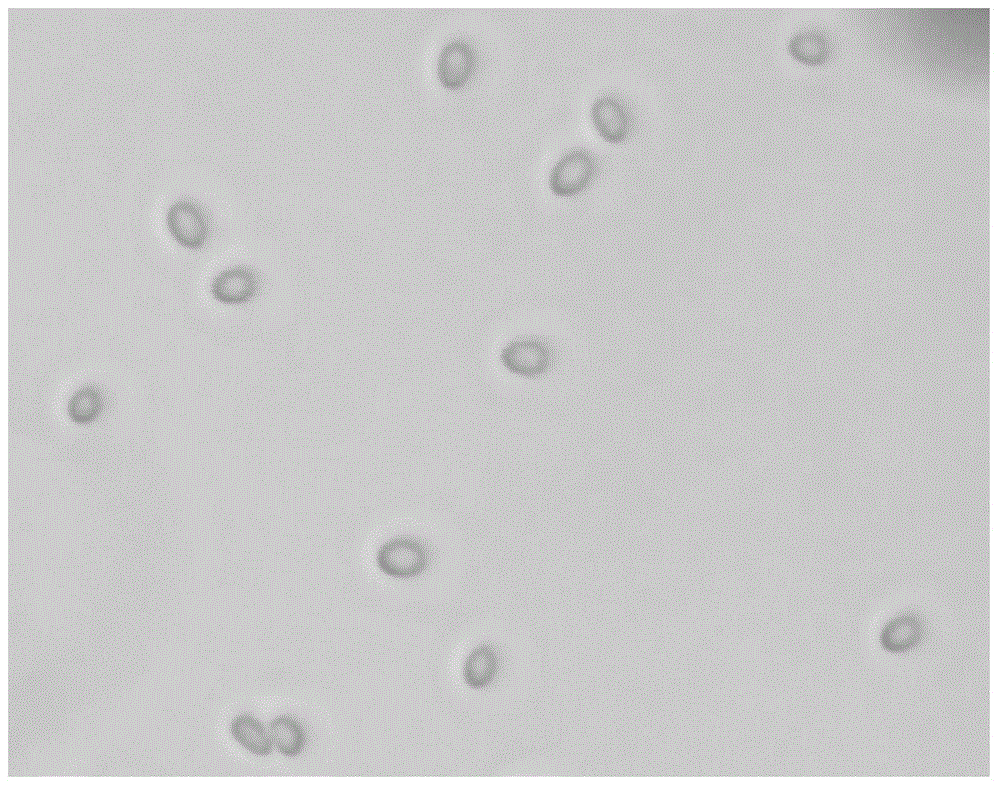 Trichoderma citrinoviride and application thereof