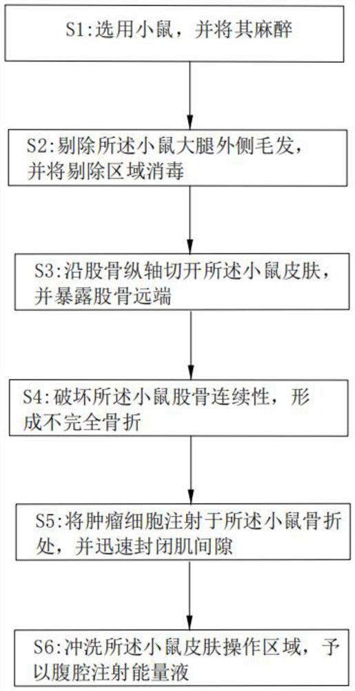 Breast cancer bone metastasis laboratory mouse disease model building method