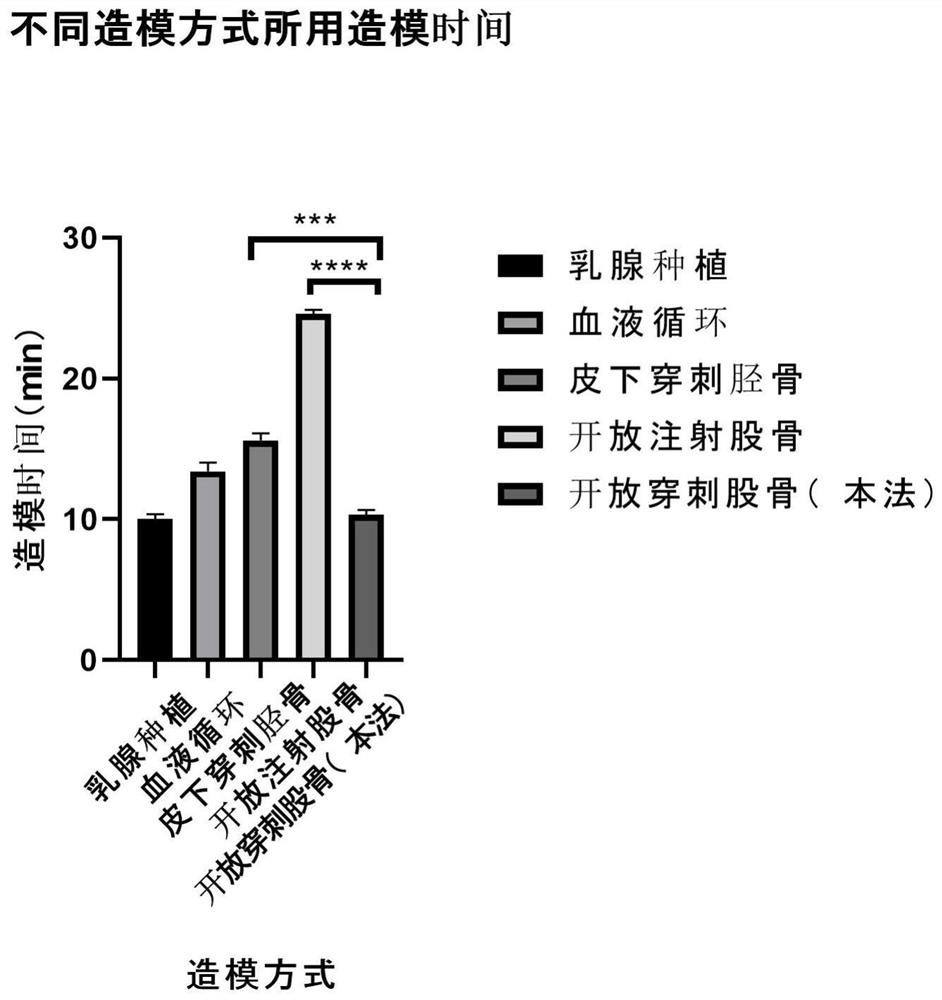 Breast cancer bone metastasis laboratory mouse disease model building method