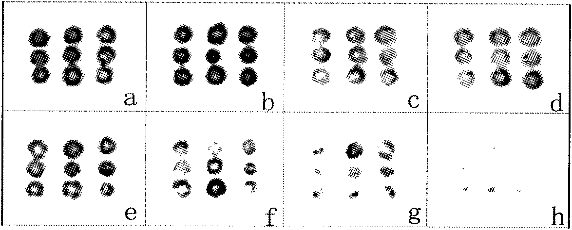 On-site detection immuno-chip and preparation method thereof and application