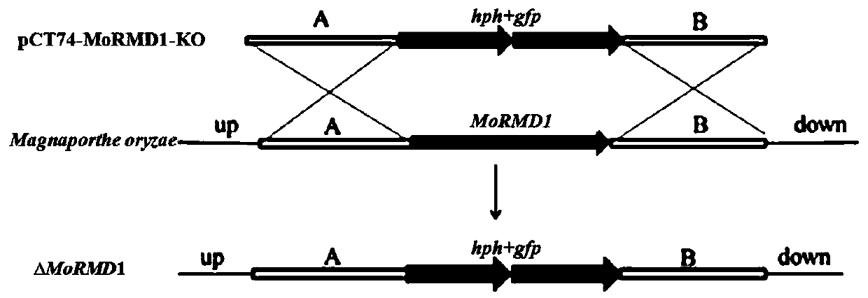 Application of magnaporthe oryzae gene MoRMD1 in regulating and controlling magnaporthe oryzae pathogenicity