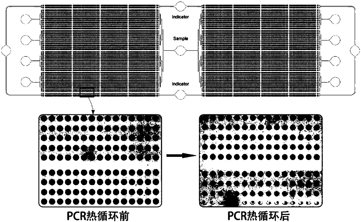 Micro-cavity type multicolor fluorescence digital PCR (Polymerase Chain Reaction) chip and application