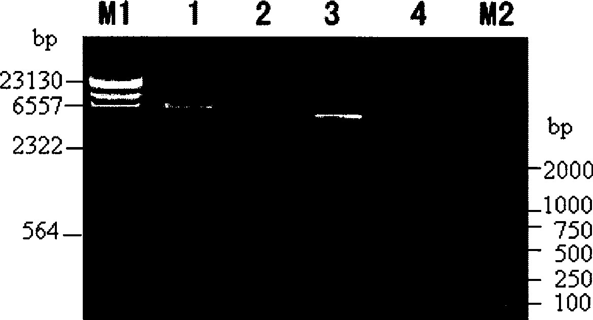 Novel Bt protein Cry30Fa1, coding gene thereof and use