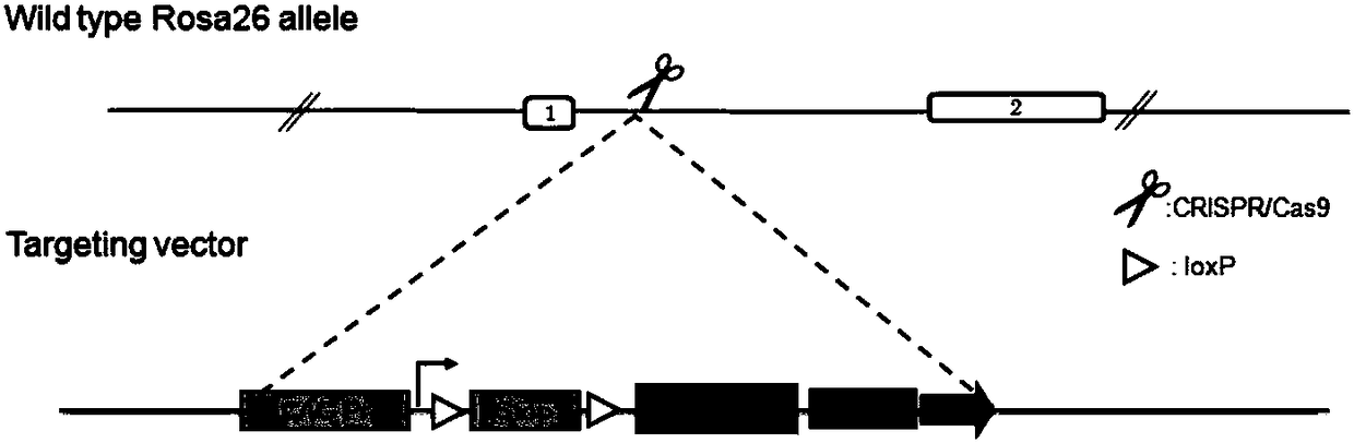 Method for constructing kidney persistent innate macrophage infiltration rat model