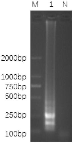 Loop-mediated isothermal amplification detection primer of Pheretima cantonensis and method for identifying Pheretima cantonensis based on LAMP technology