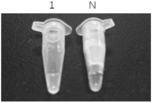 Loop-mediated isothermal amplification detection primer of Pheretima cantonensis and method for identifying Pheretima cantonensis based on LAMP technology