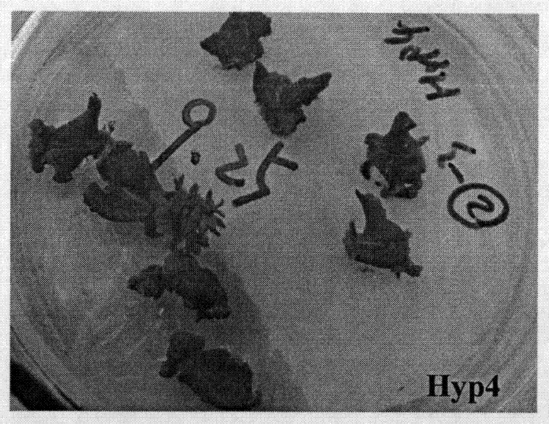 Method for isolated culturing hypericum regenerated plant