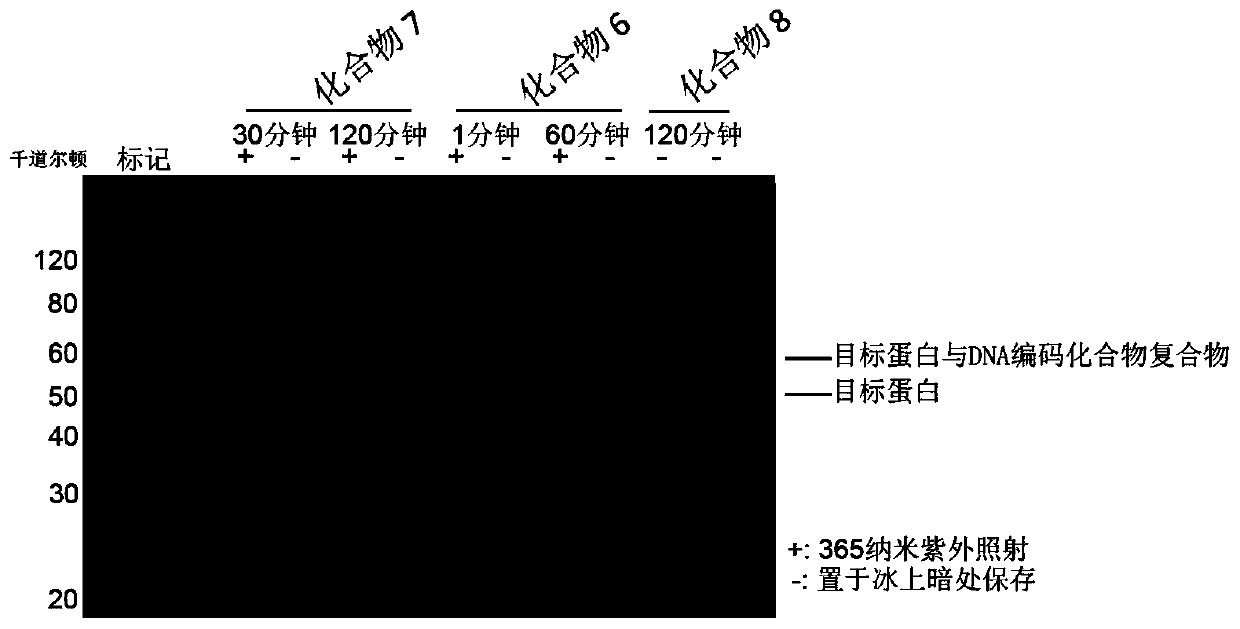 DNA coding compound library and compound screening method