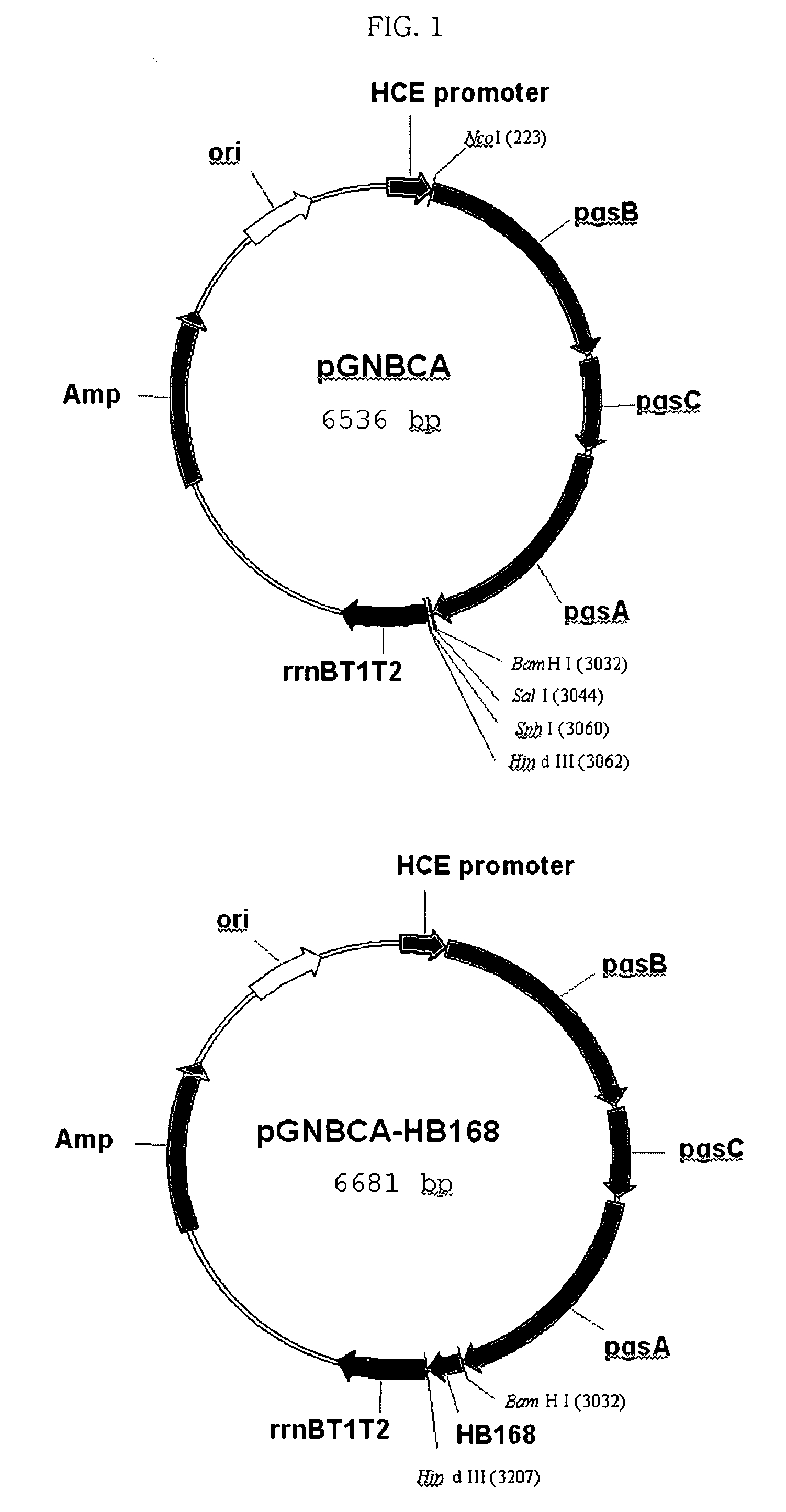 Surface expression vectors having pgsbca the gene coding poly-gamma-glutamate synthetase, and a method for expression of target protein at the surface of microorganism using the vector