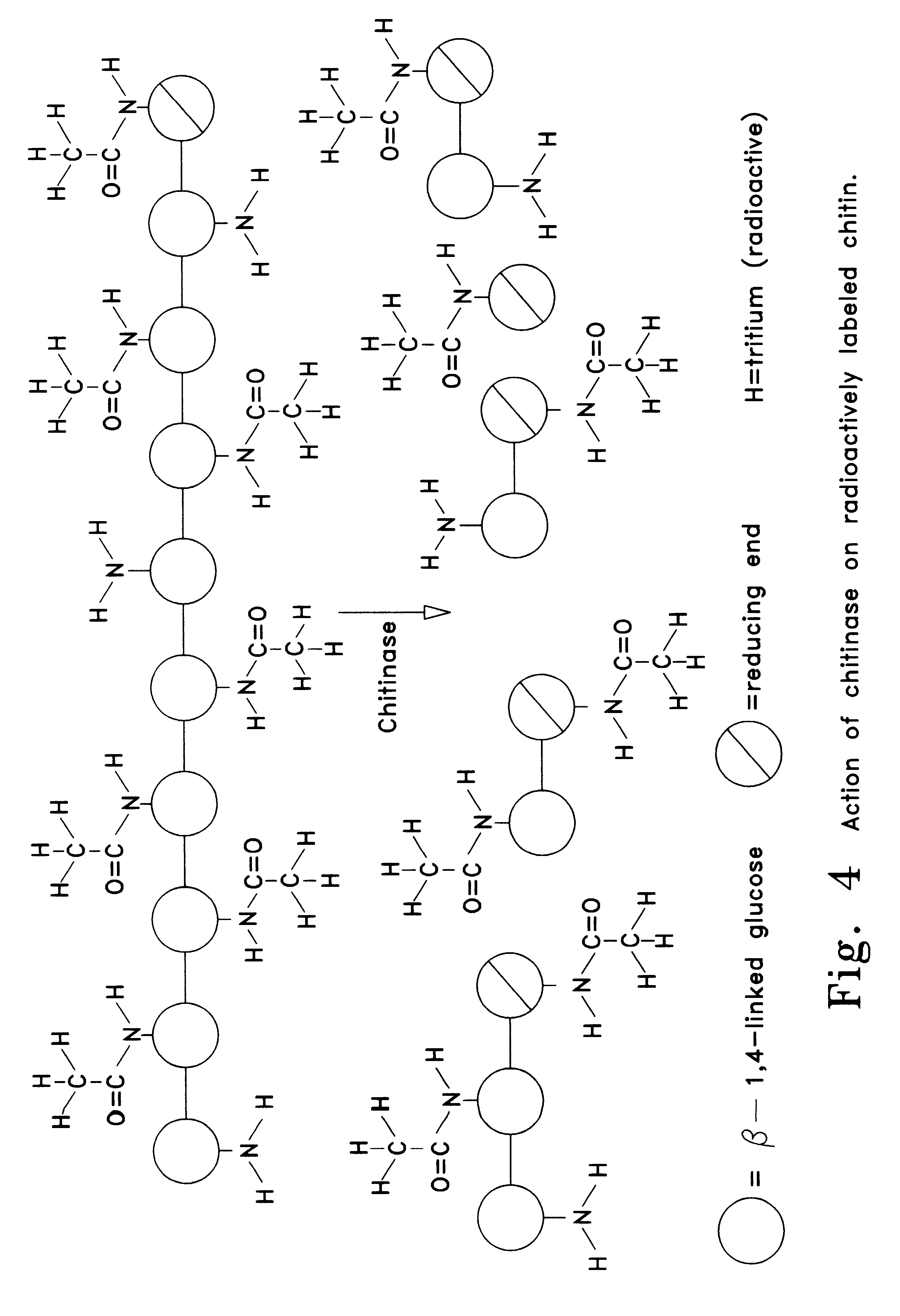 Tuber planting system comprising chitin or chitosan