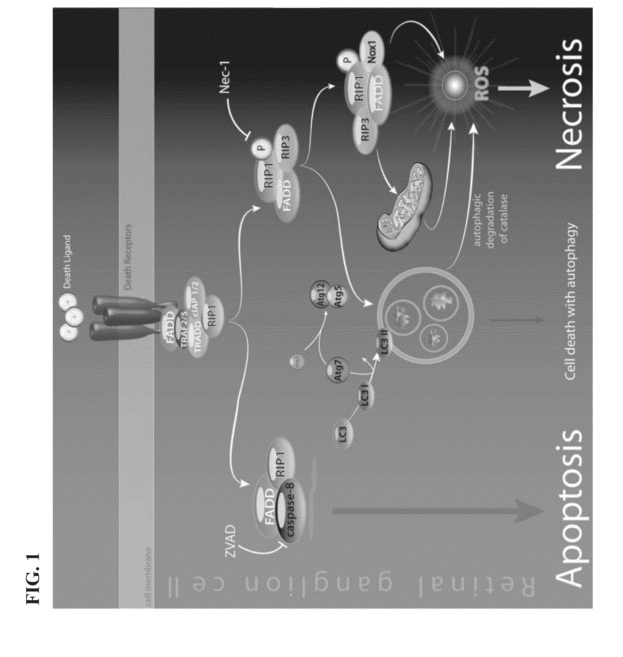 Compositions comprising necrosis inhibitors, such as necrostatins, alone or in combination, for promoting axon regeneration and nerve function, thereby treating CNS disorders