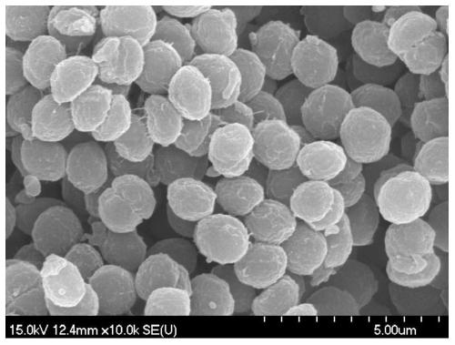 Method and strain for remediating arsenic polluted high-salinity alkaline water through Synechocystis sp. in situ