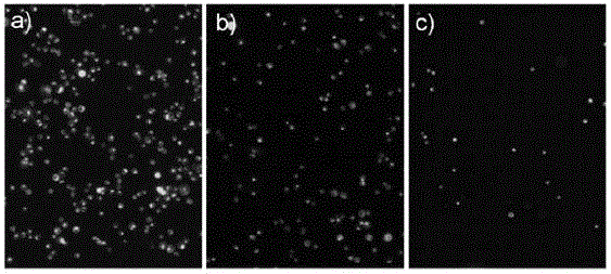 CTC (circulating tumor cell) capturing and purifying substrate based on chitosan nanoparticles and preparation method of CTC capturing and purifying substrate