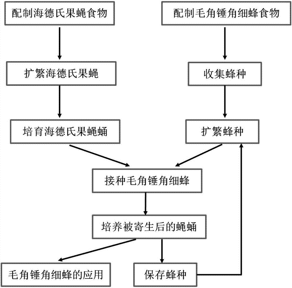 Pupal parasitized wasp artificial breeding production method capable of enhancing drosophila biological control effects