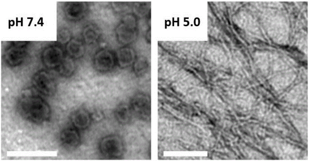 Polypeptide lipidosome capable of transforming shape in lysosome of tumor cell