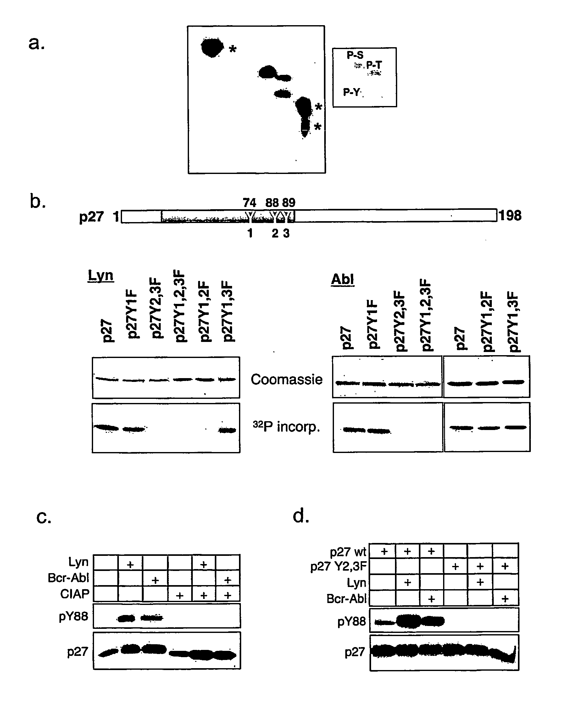 Tyrosine Phosphorylation of Cdk Inhibitor Proteins of the Cip/Kip Family