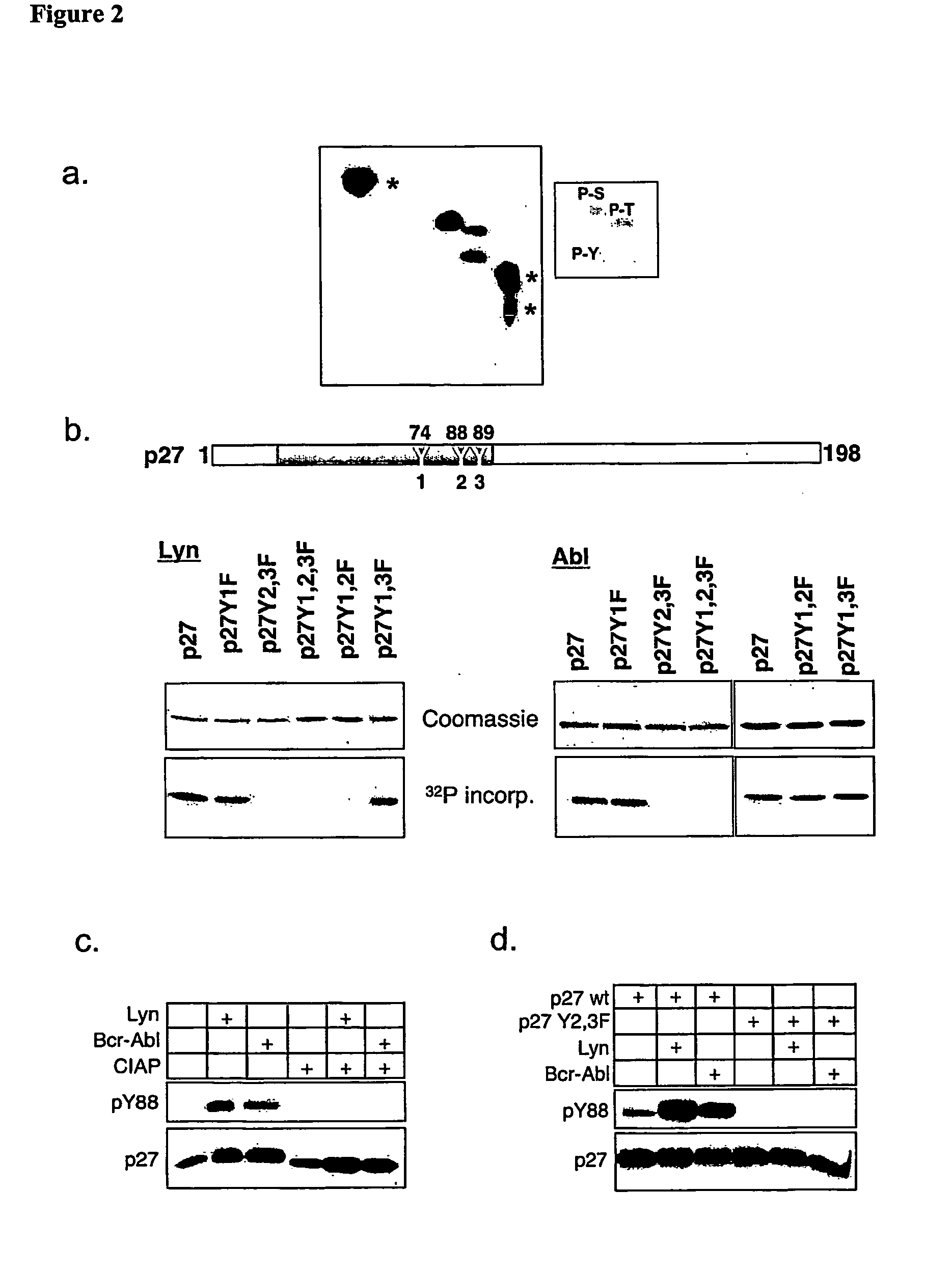 Tyrosine Phosphorylation of Cdk Inhibitor Proteins of the Cip/Kip Family