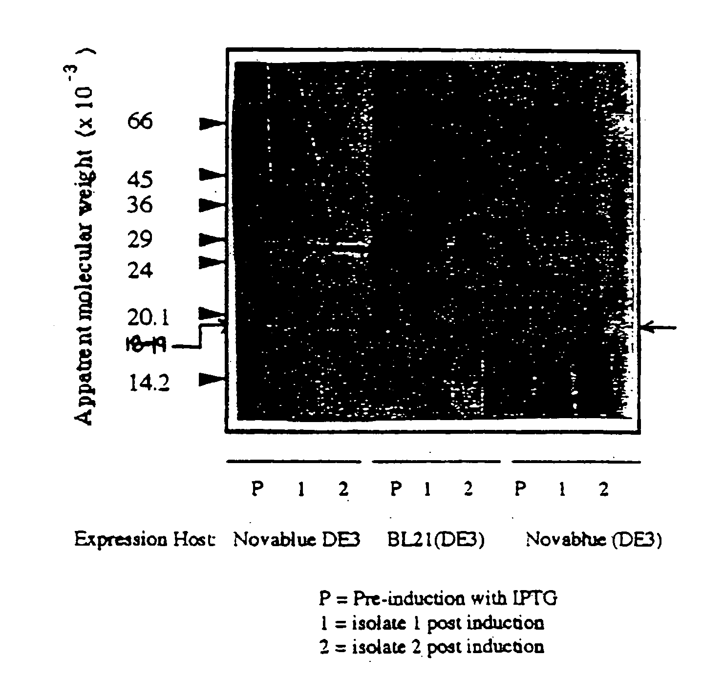 Helicobacter pylori bacterioferritin