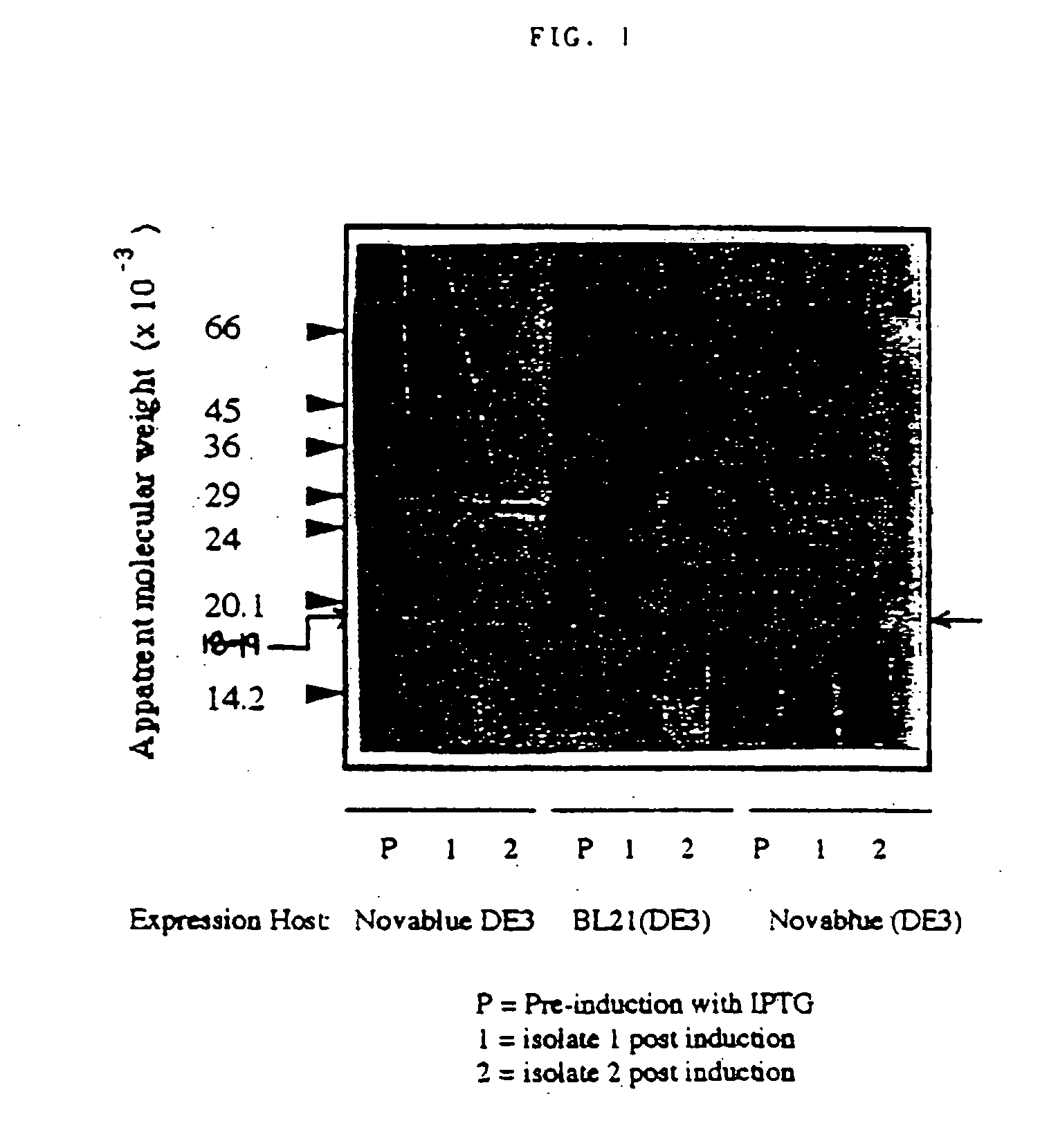 Helicobacter pylori bacterioferritin