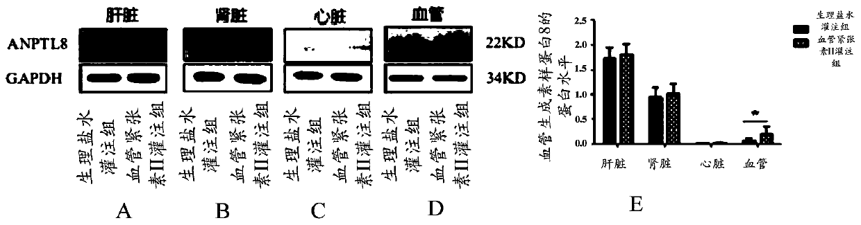 Application of substance inhibiting angiopoietin-like protein 8