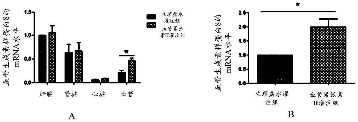 Application of substance inhibiting angiopoietin-like protein 8