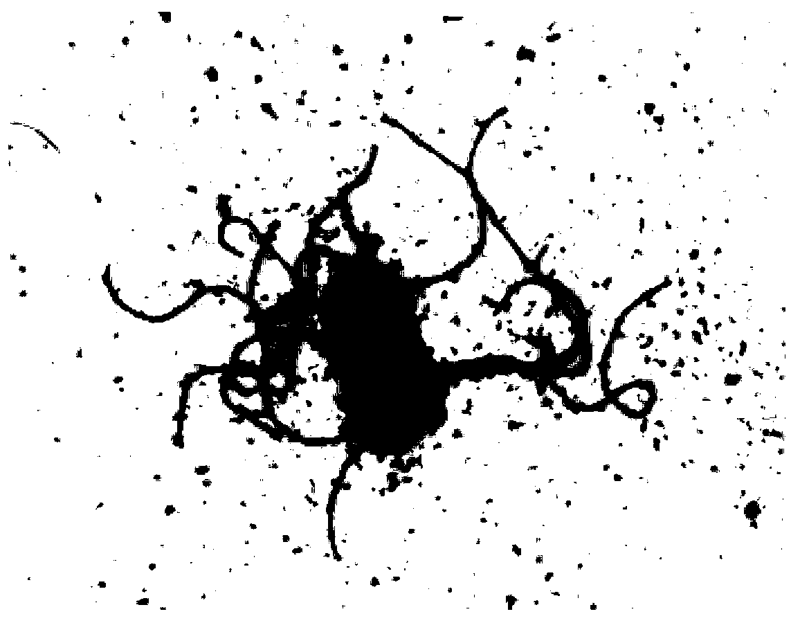 Bacillus subtilis 9A and application thereof