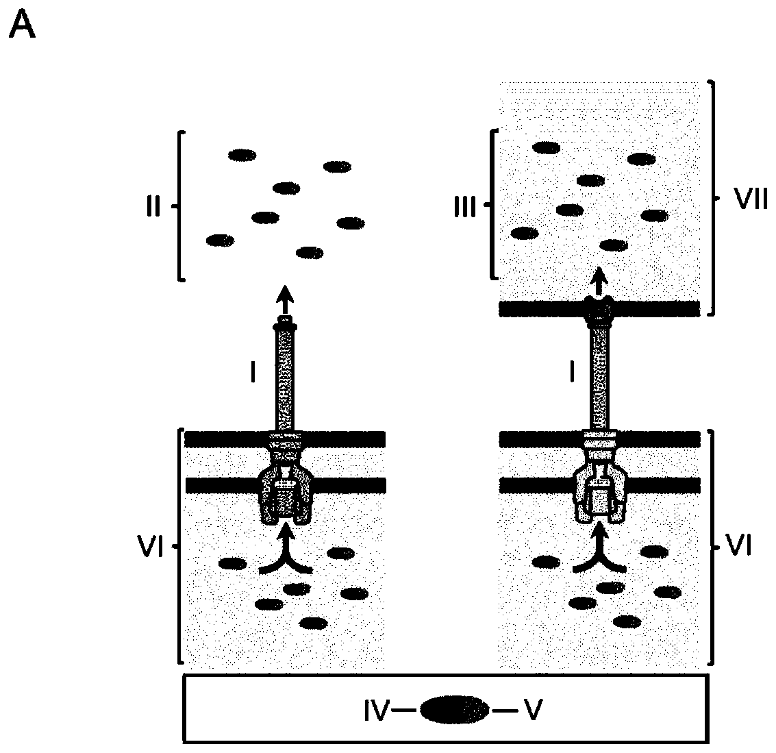 Virulence attenuated bacteria based protein delivery