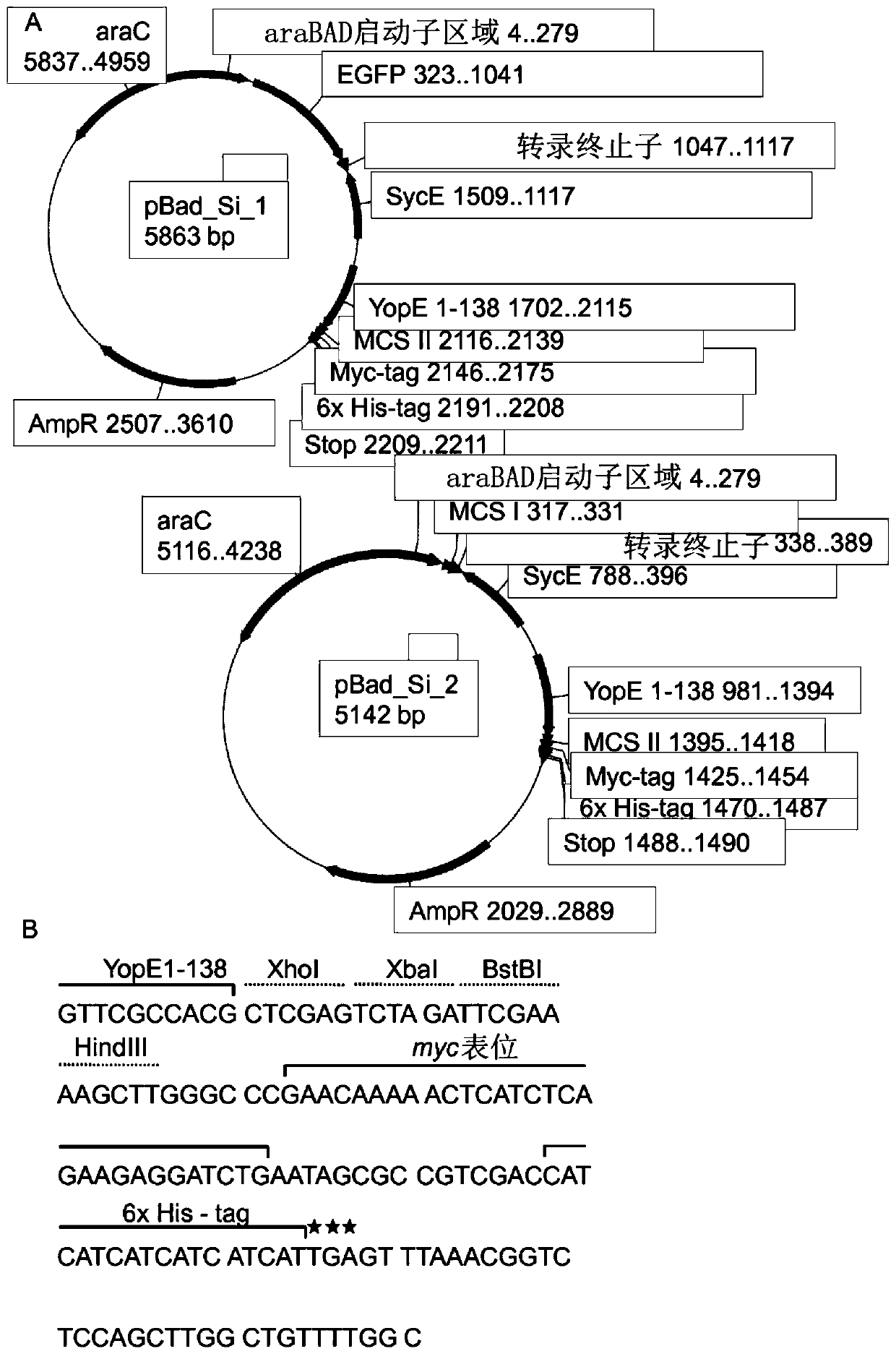 Virulence attenuated bacteria based protein delivery