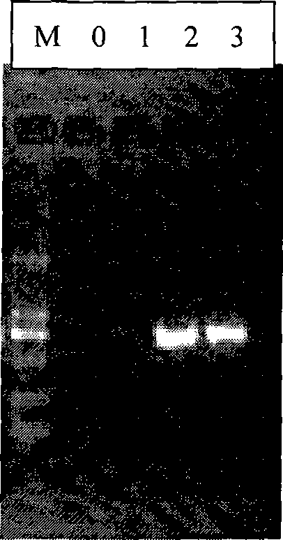 Method for enhancing high GC content DNA fragment amplification efficiency by organic solvent