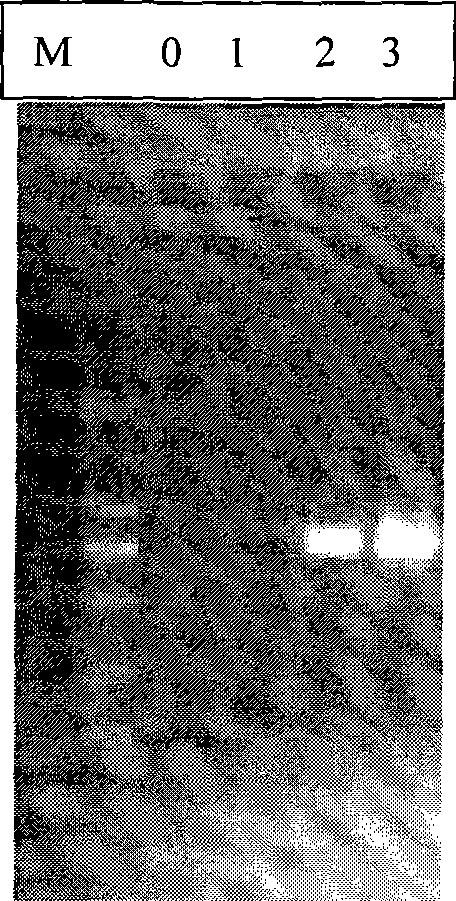 Method for enhancing high GC content DNA fragment amplification efficiency by organic solvent