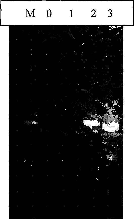 Method for enhancing high GC content DNA fragment amplification efficiency by organic solvent