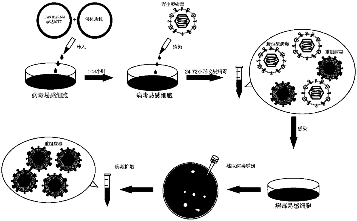 Method for inserting exogenous fragments into DNA virus genome in efficient, fixed-point and directional manner