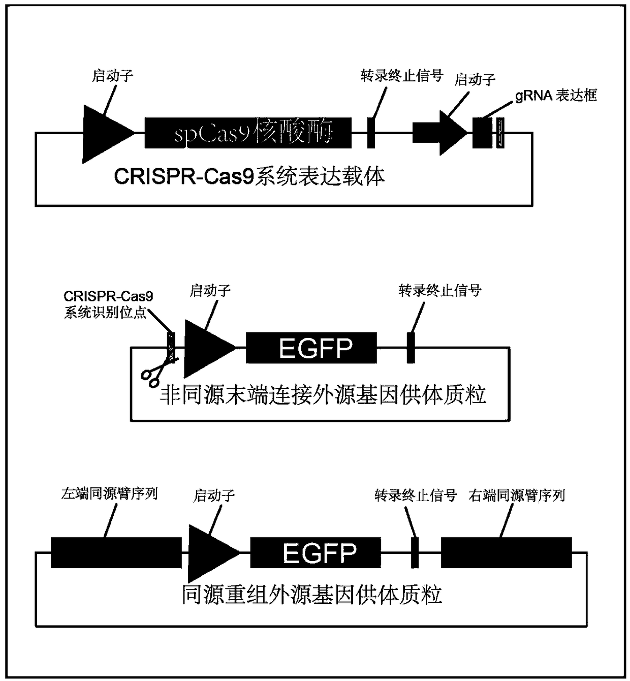 Method for inserting exogenous fragments into DNA virus genome in efficient, fixed-point and directional manner