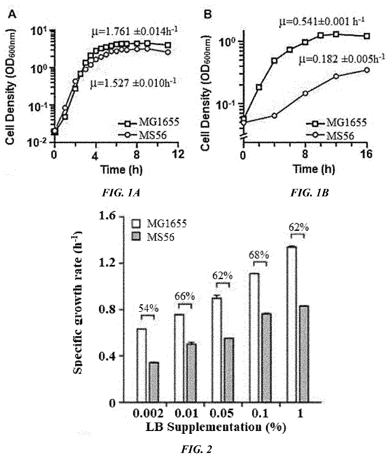 Novel microorganism having minimal genome and method of producing the same