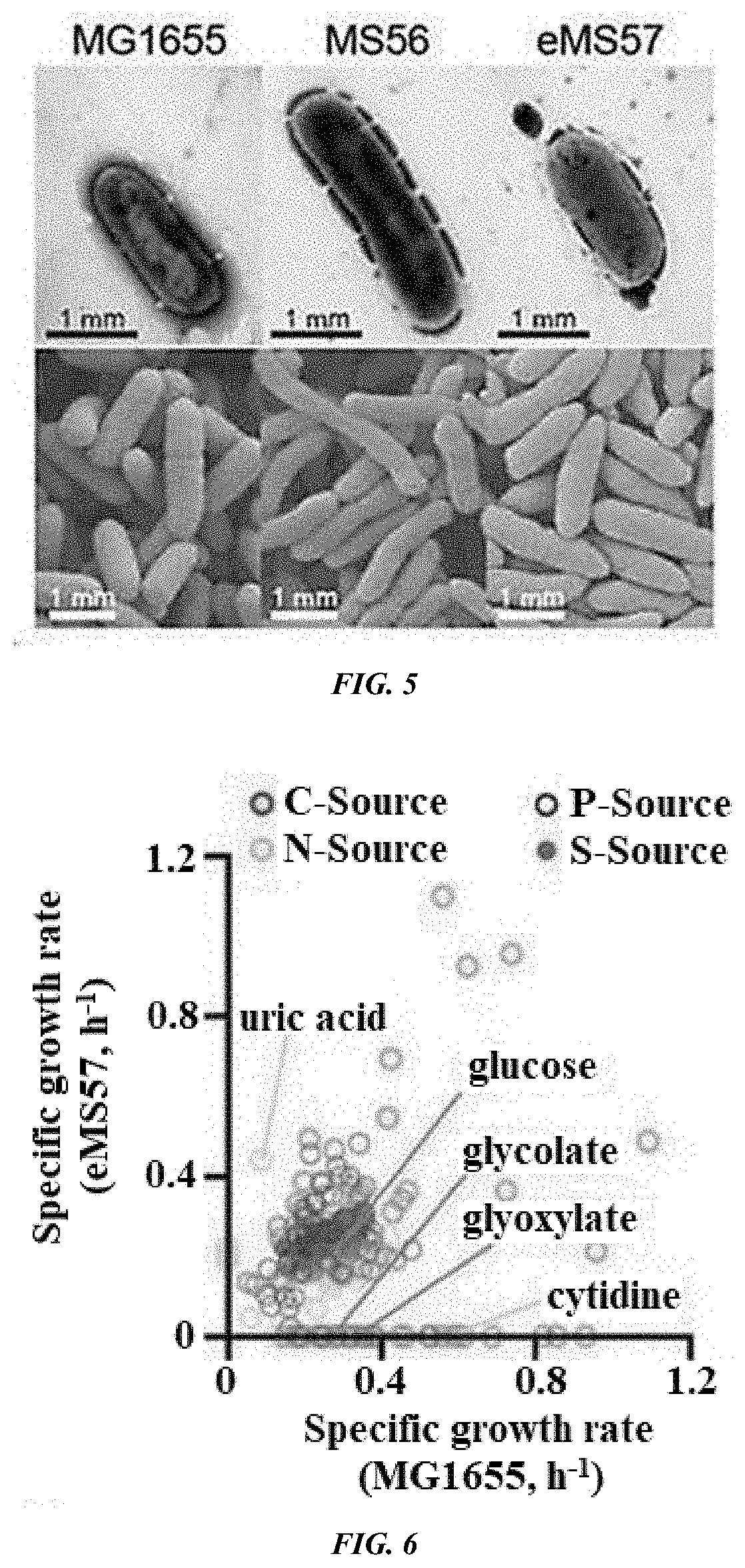 Novel microorganism having minimal genome and method of producing the same