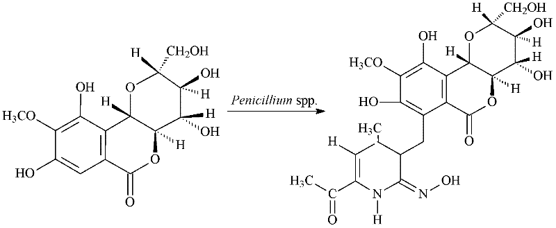 Method for converting bergenin into special nitrogenous derivative by using penicillium