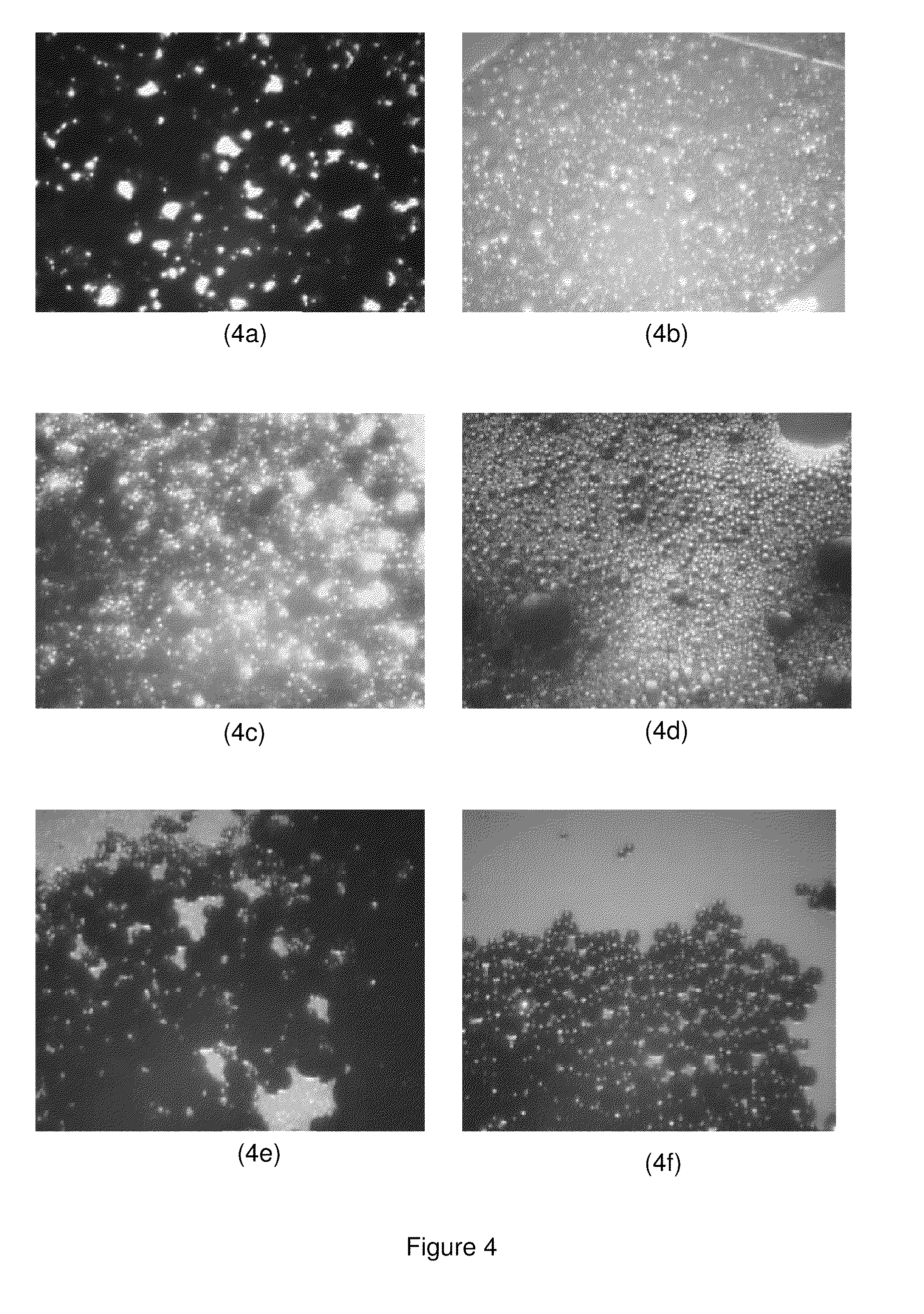 Process of preparing improved heavy and extra heavy crude oil emulsions by use of biosurfactants in water and product thereof