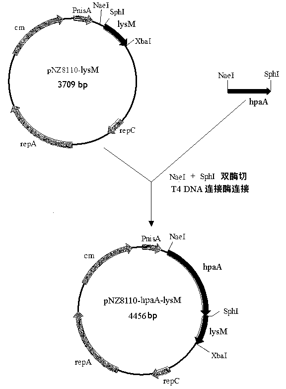 Carrier capable of showing and expressing helicobacter pylori protein on surface of lactococcus lactis, and preparation method and application of carrier