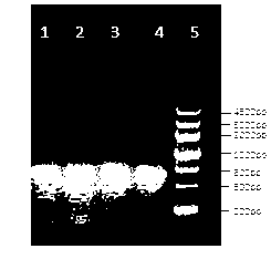 Carrier capable of showing and expressing helicobacter pylori protein on surface of lactococcus lactis, and preparation method and application of carrier