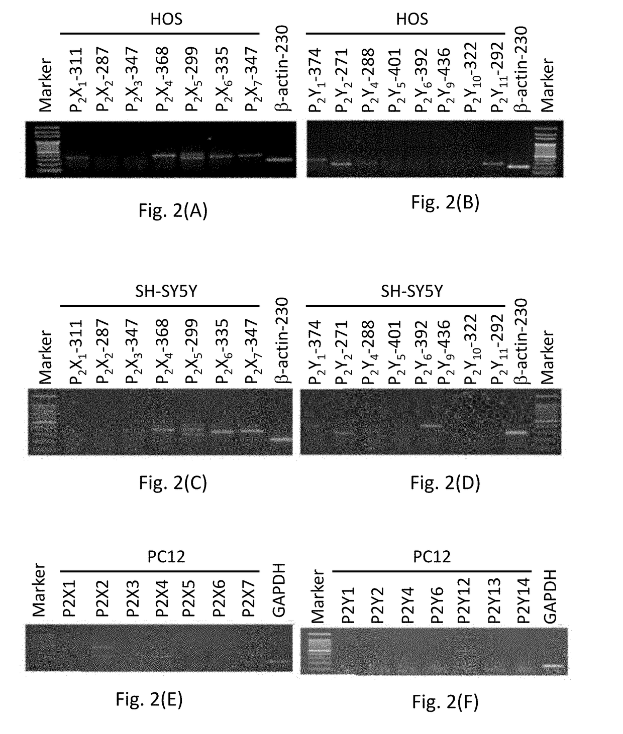 HERIPENES WITH PAIN-RELIEVING EFFECT, ACTIVE SUBSTANCES OF Hericium erinaceus MYCELIUM AND THE PREPARATION METHOD THEREOF, AND PHARMACEUTICAL COMPOSITION CONTAINING THE HERIPENES OR ACTIVE SUBSTANCES