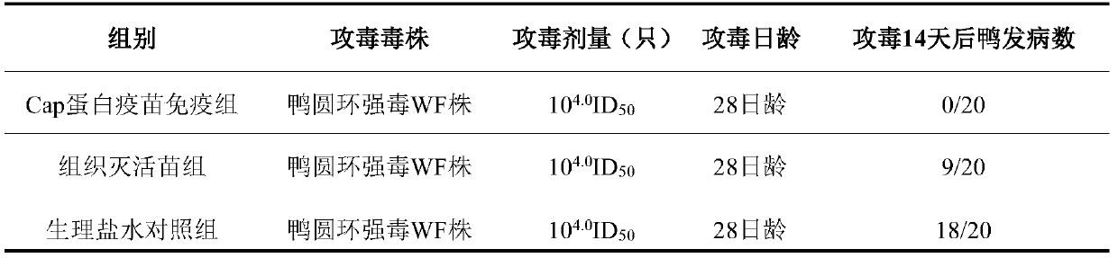 Modified duck circovirus Cap protein and preparation method and application thereof