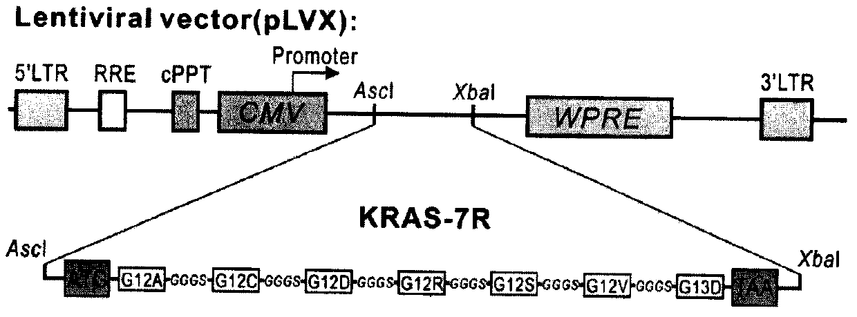 Preparation method of cytotoxic T lymphocyte targeting to multiple KRAS mutant antigen epitopes of turmor