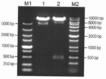 Preparation method of cytotoxic T lymphocyte targeting to multiple KRAS mutant antigen epitopes of turmor