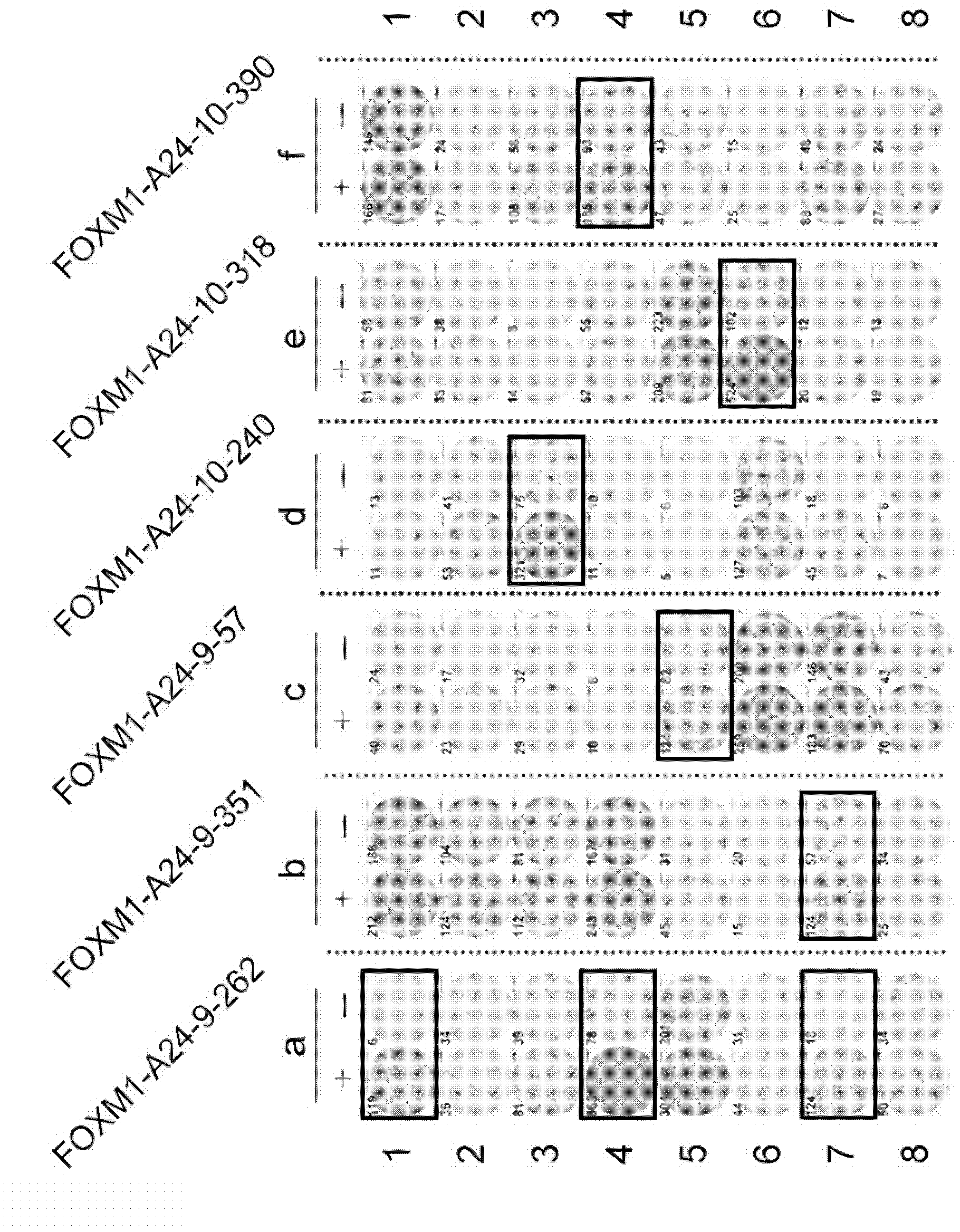 Foxm1 peptides and vaccines containing the same