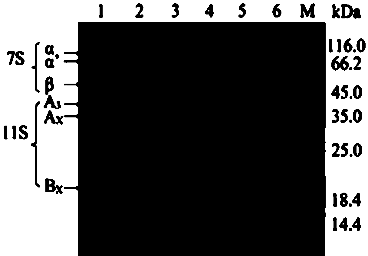 Method for directionally degrading secondary deposited protein of soybean sauce