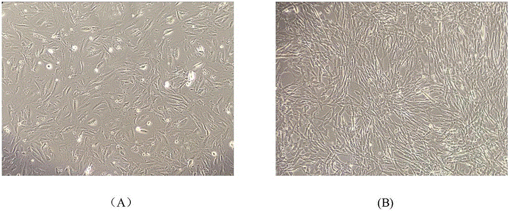 Method for preparing high-purity menstrual-blood-derived stem cells