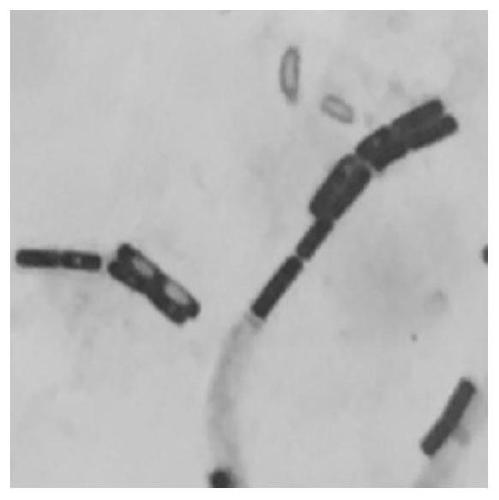 A strain of Bacillus coagulans hew-b379 with probiotic effect and its application