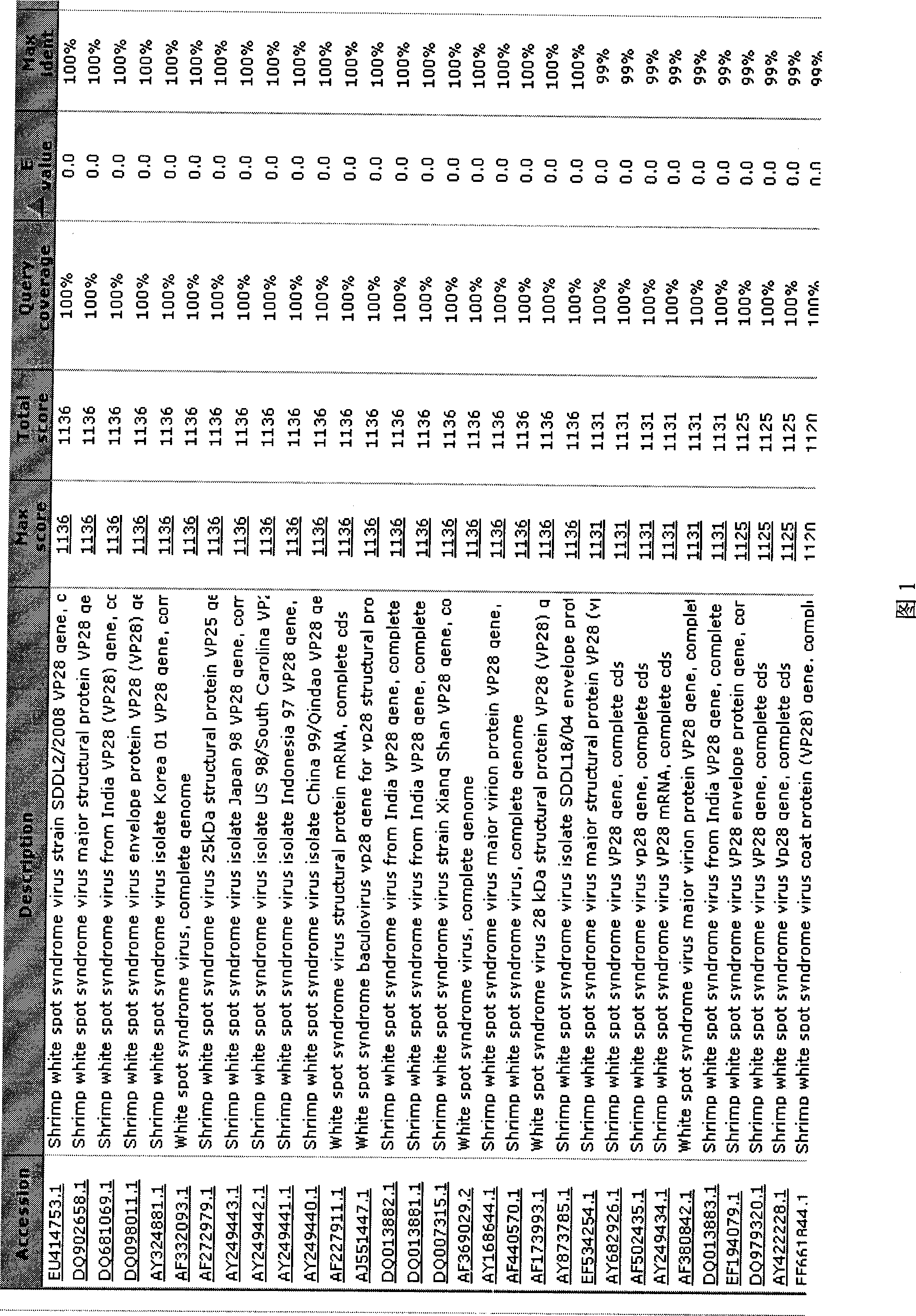 Method for preparing recombinant spore for surface display of prawn white spot syndrome virus Vp28