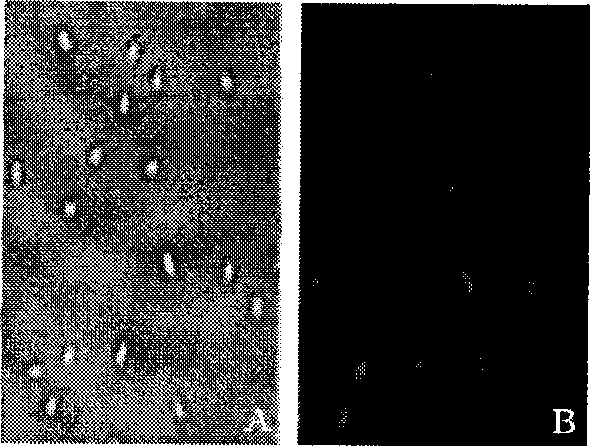 Method for preparing recombinant spore for surface display of prawn white spot syndrome virus Vp28