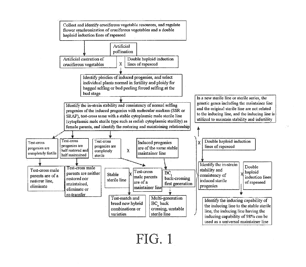 Method for breeding cruciferous vegetable materials and varieties with double haploid induction line of rapeseed